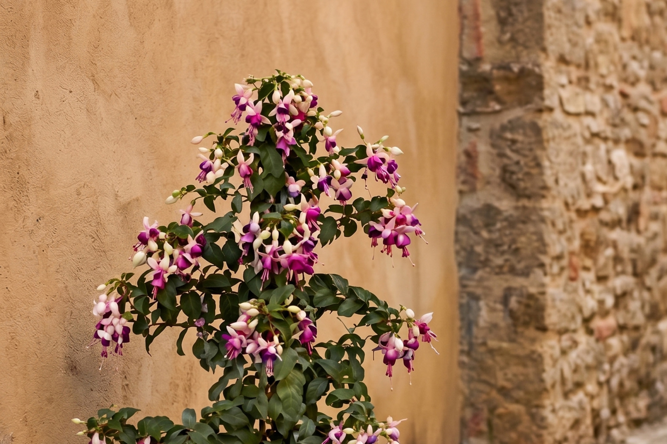Fiori di fucsia rosa e viola con foglie verdi su uno sfondo di muro color sabbia e pietra.