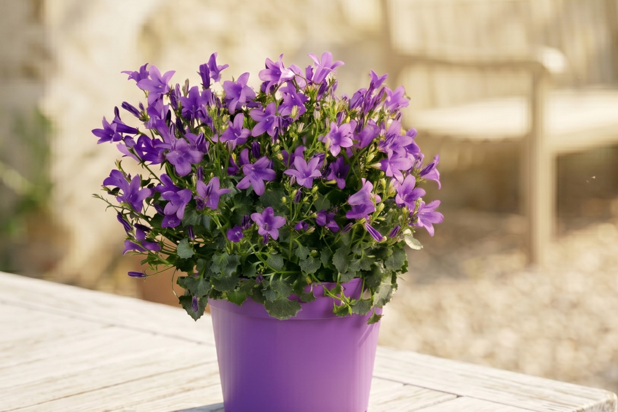 Vaso di fiori viola con campanule su un tavolo di legno all'aperto.