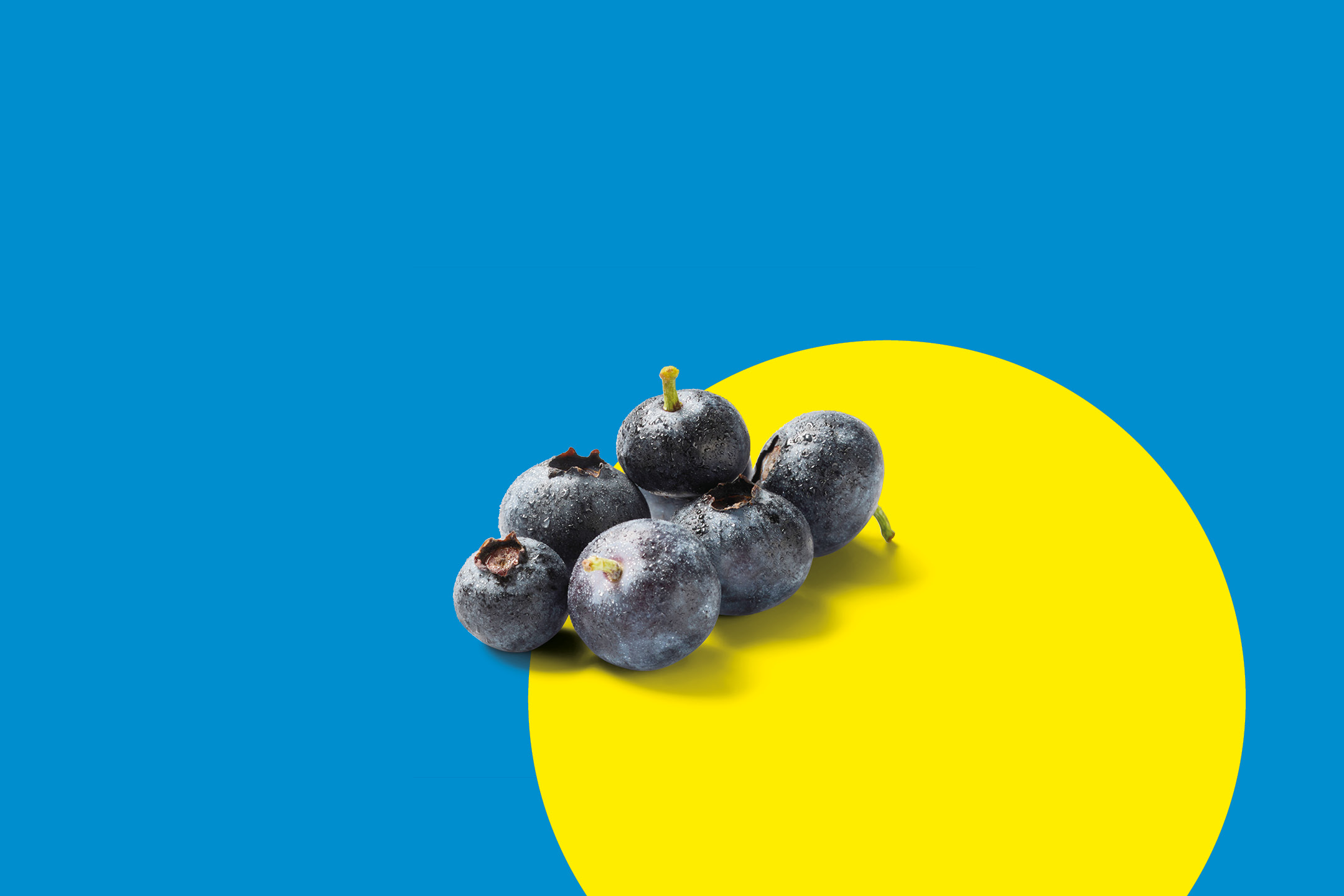 Mirtilli freschi su sfondo blu e giallo.