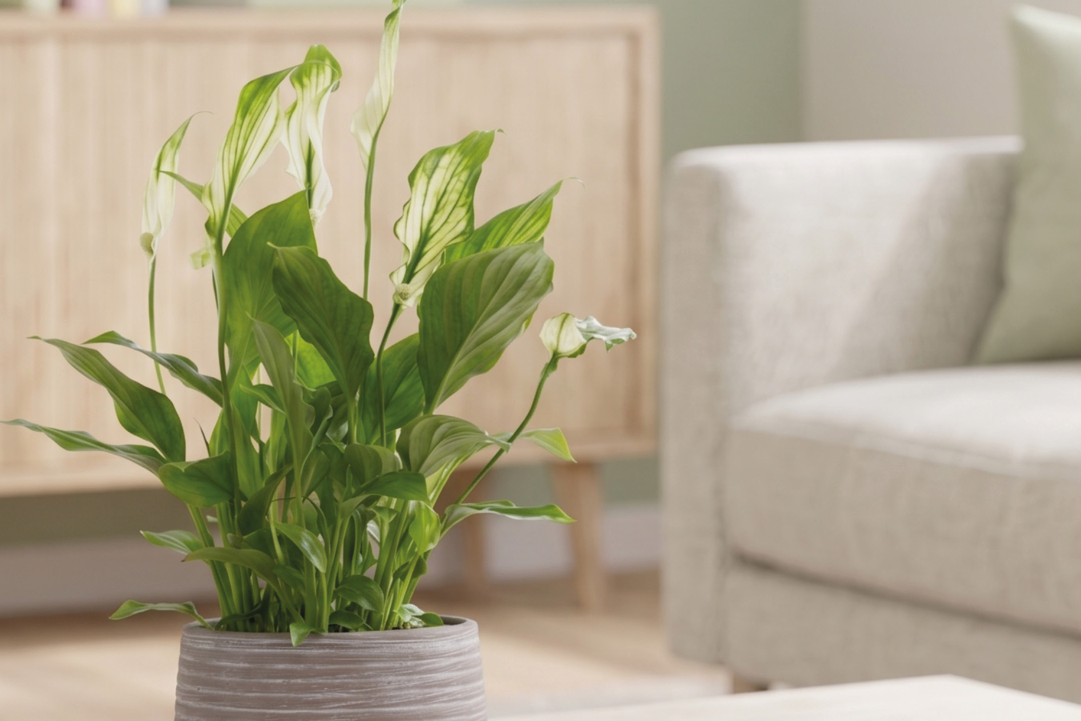 Pianta verde in vaso di ceramica su un tavolino, con un divano sullo sfondo.