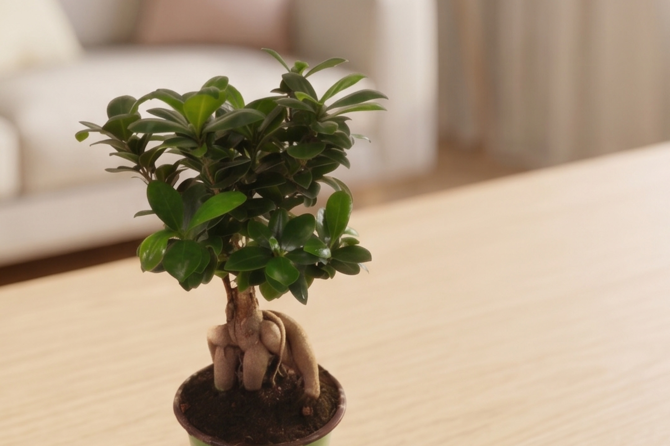Bonsai in vaso su un tavolo di legno, con sfondo sfocato di un soggiorno.
