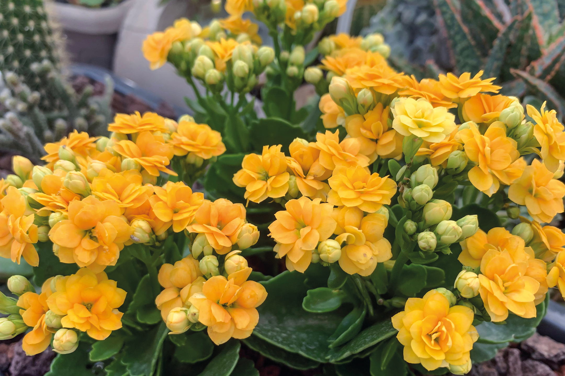 Fiori e piante - Offerte valide da lun 20 ottobre 2025