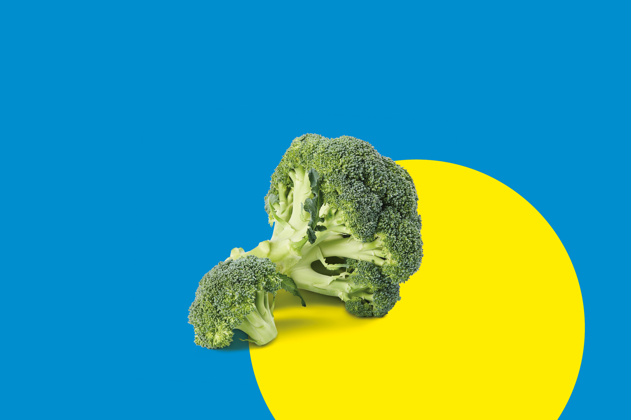 Broccoli freschi su sfondo blu e giallo.