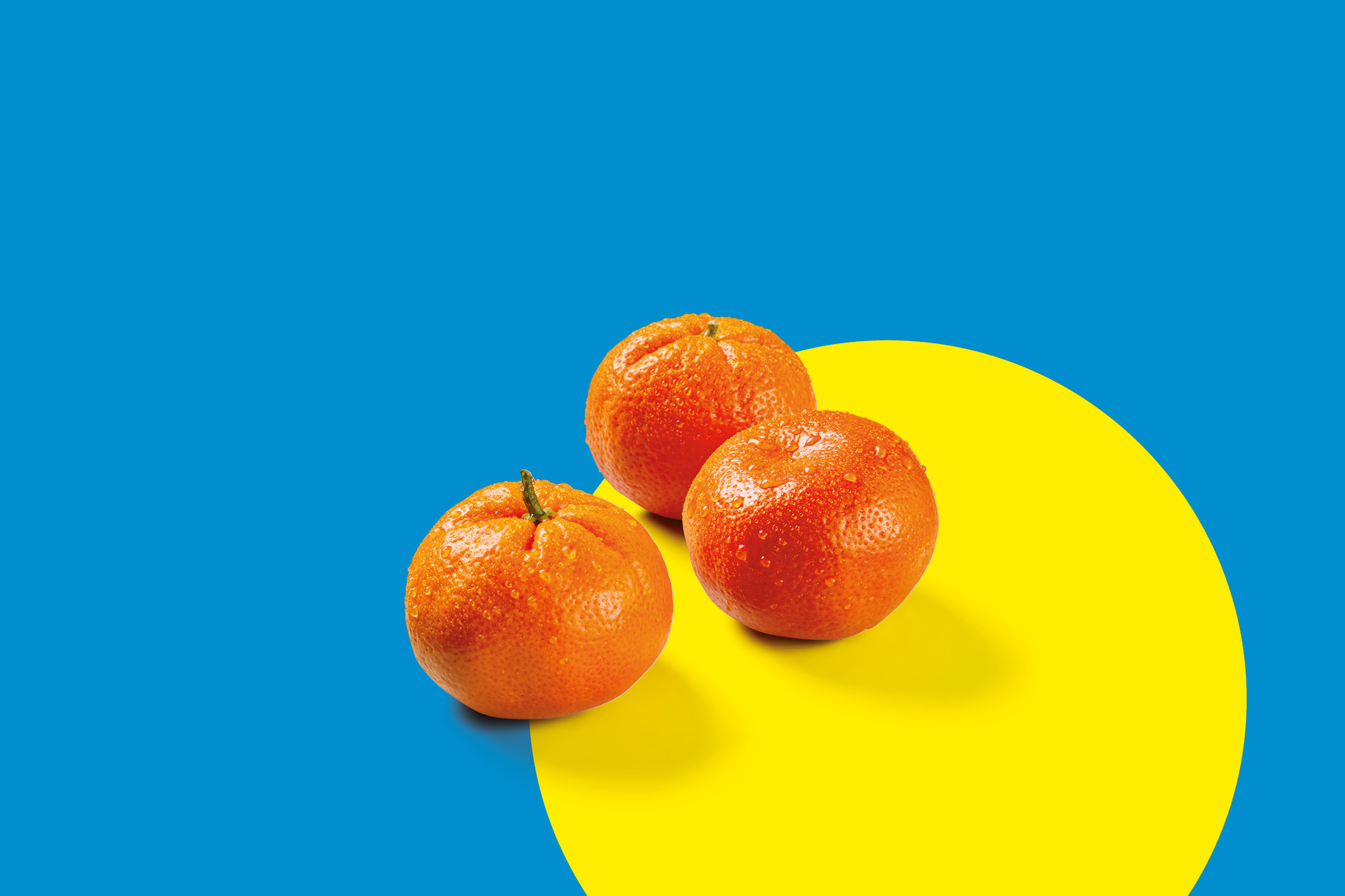 Tre mandarini freschi con gocce d'acqua su sfondo blu e giallo.