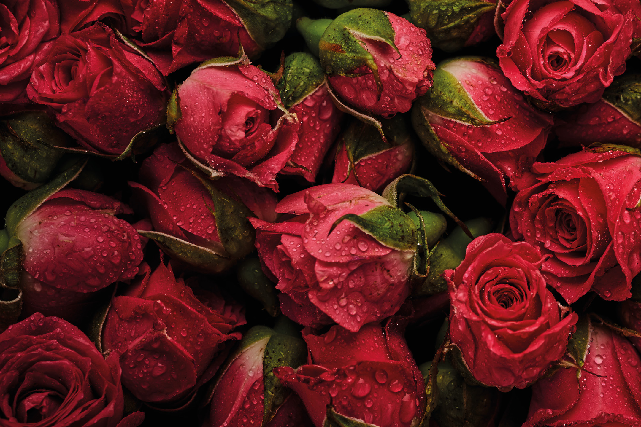 Piante e Recisi - Offerte valide da dom 21 dicembre 2025