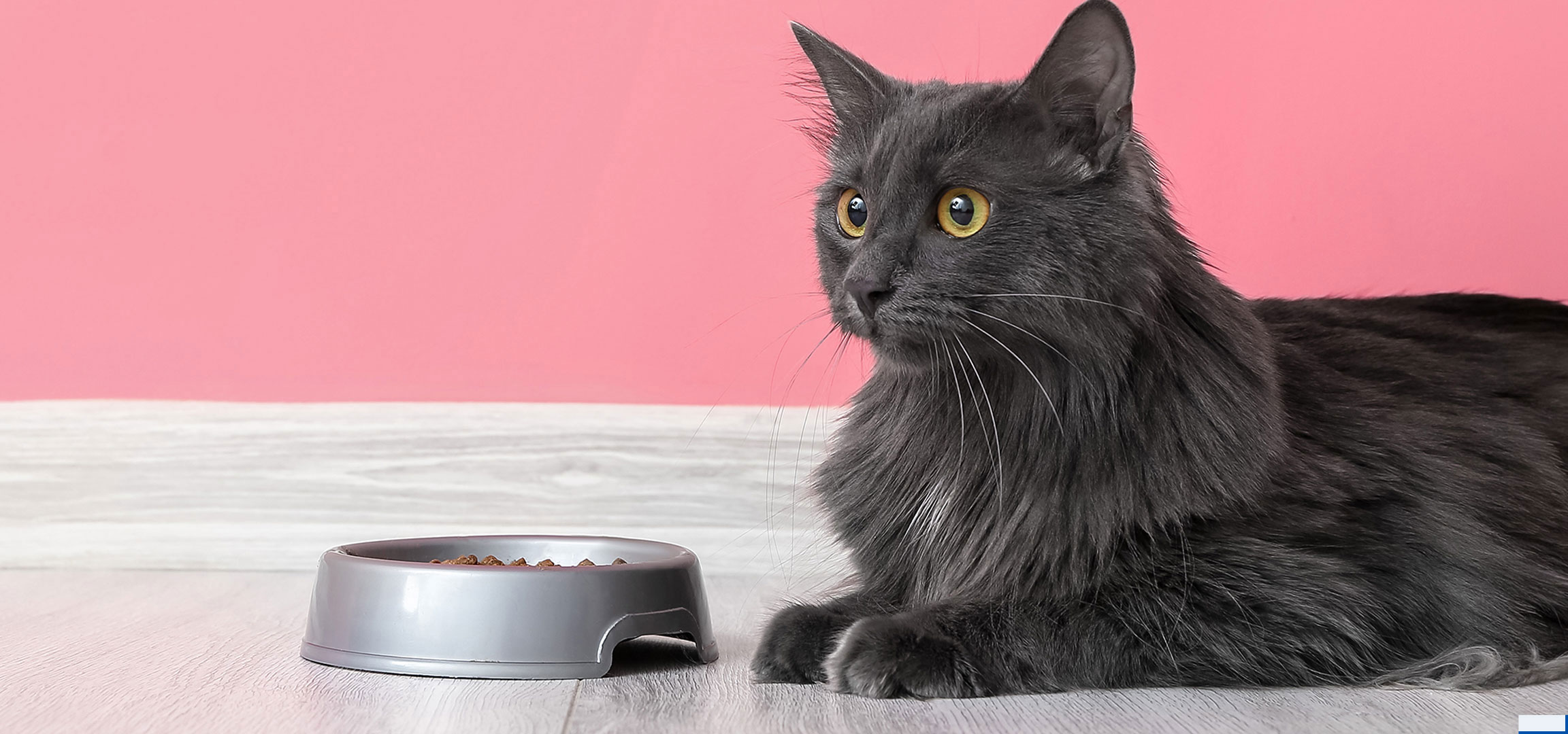 aiLabeling.aiLabelForImageAltText: Gatto grigio con ciotola di cibo su pavimento in legno e sfondo rosa