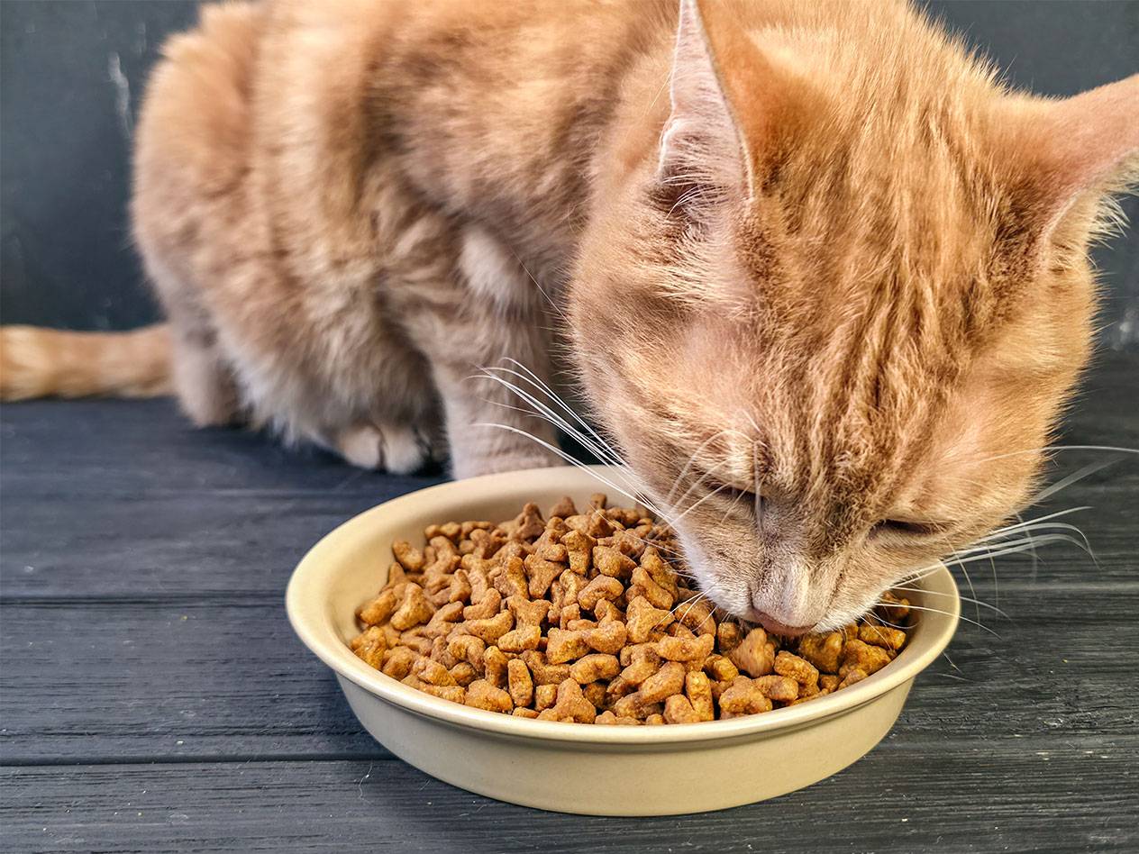 Gatto rosso che mangia cibo secco da una ciotola.
