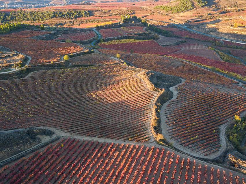 Veduta aerea di un vigneto con filari di viti rosse e arancioni in autunno.