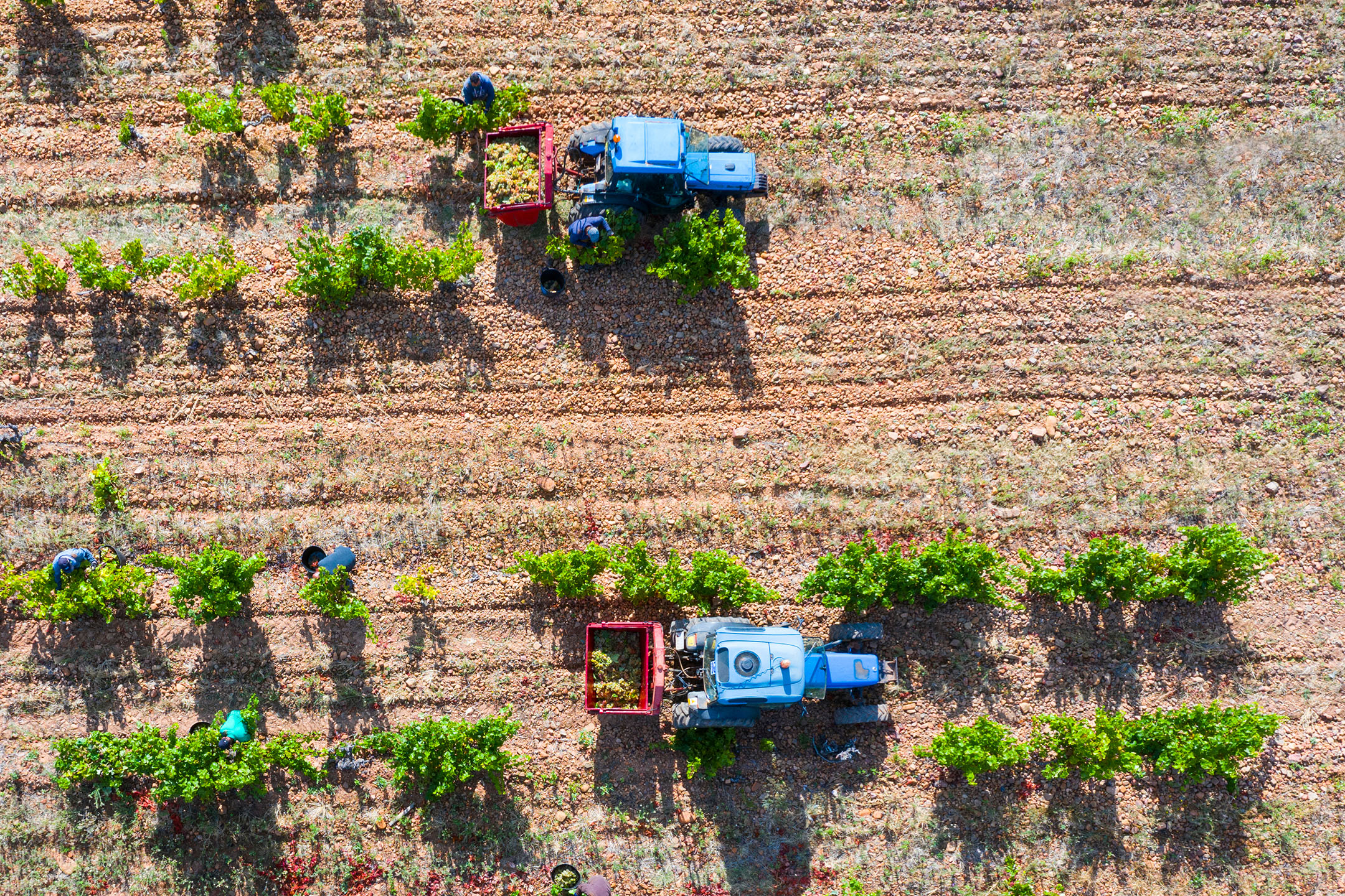 Vista aerea di lavoratori di vigneto che raccolgono uva in rimorchi di trattori.