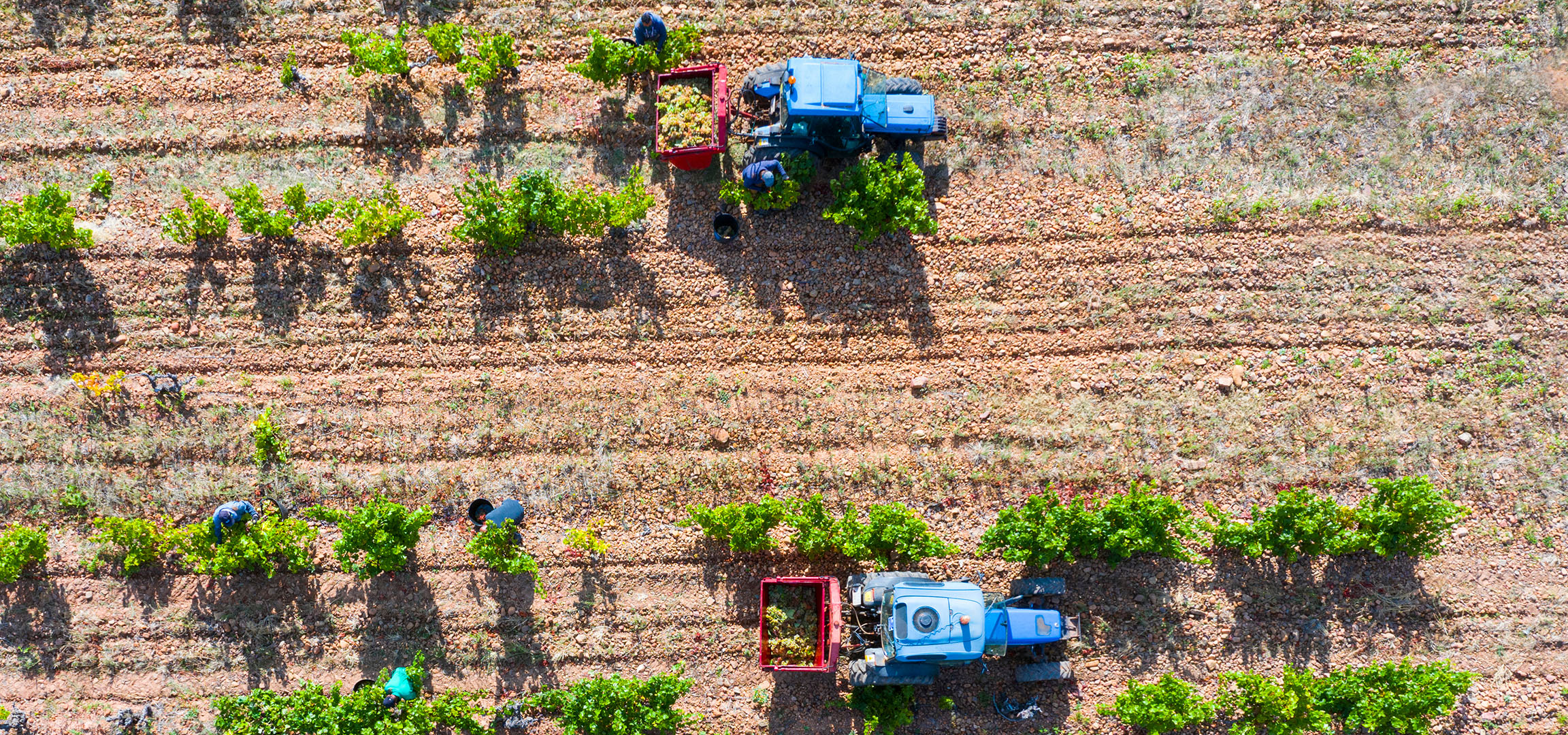 Vendemmia in un vigneto con trattore e lavoratori