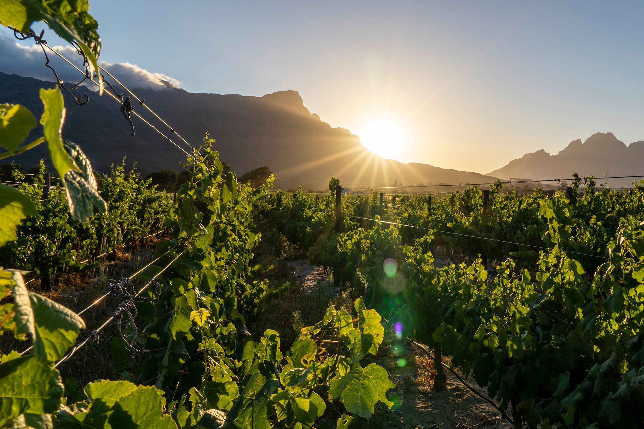 Vigneti verdi con montagne e un tramonto luminoso sullo sfondo.
