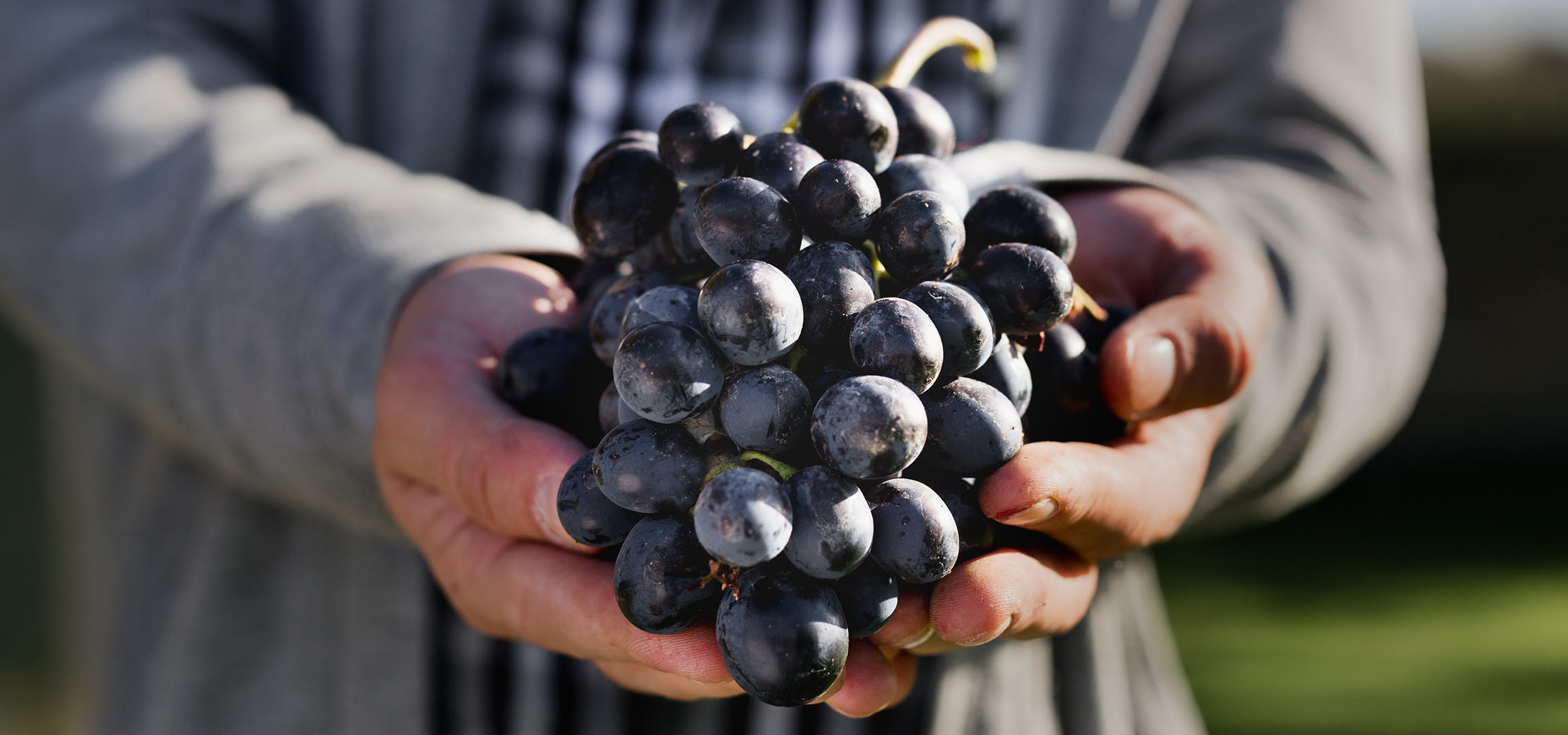 Mani che tengono un grappolo d'uva nera fresca
