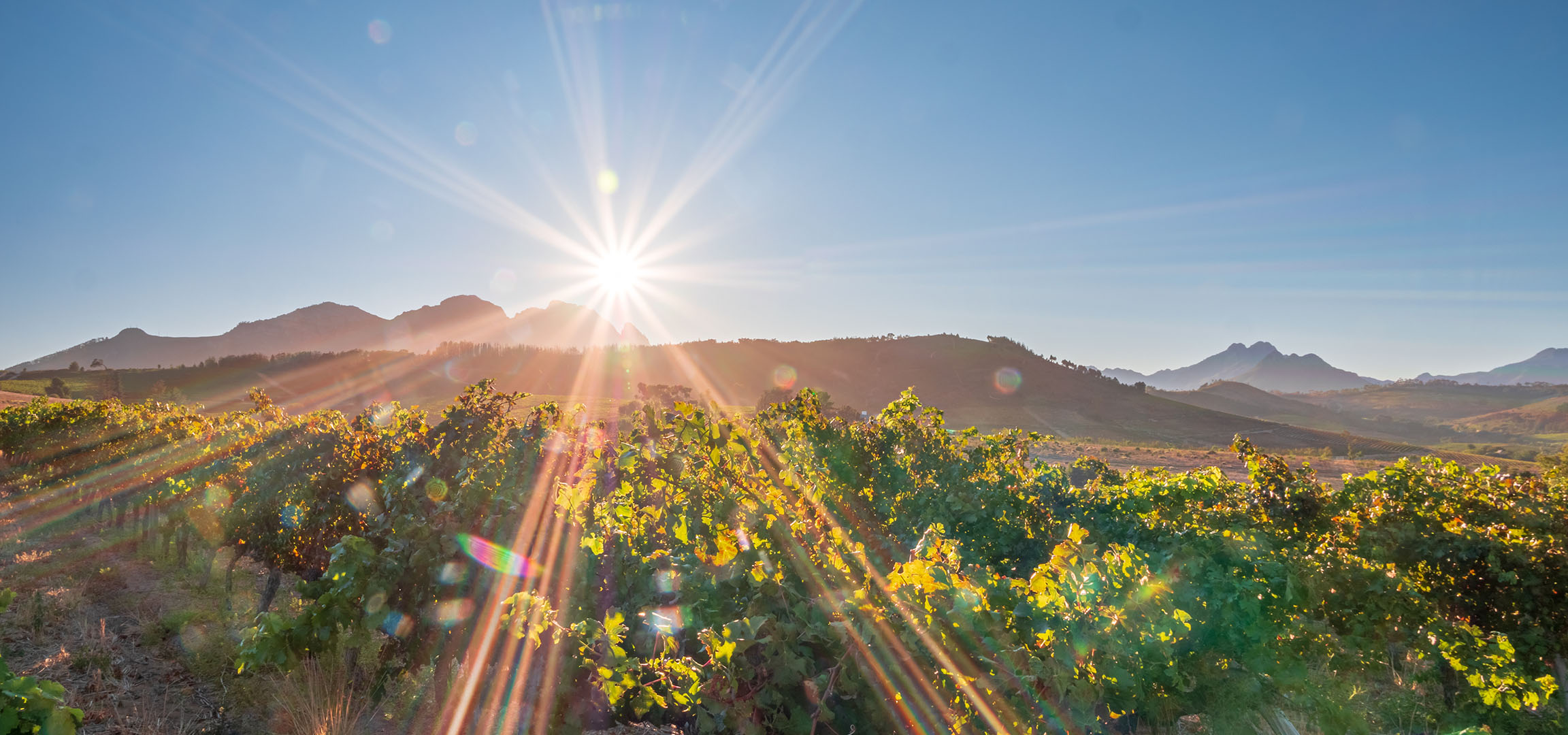 Vigneti soleggiati con montagne sullo sfondo, raggi di sole luminosi.