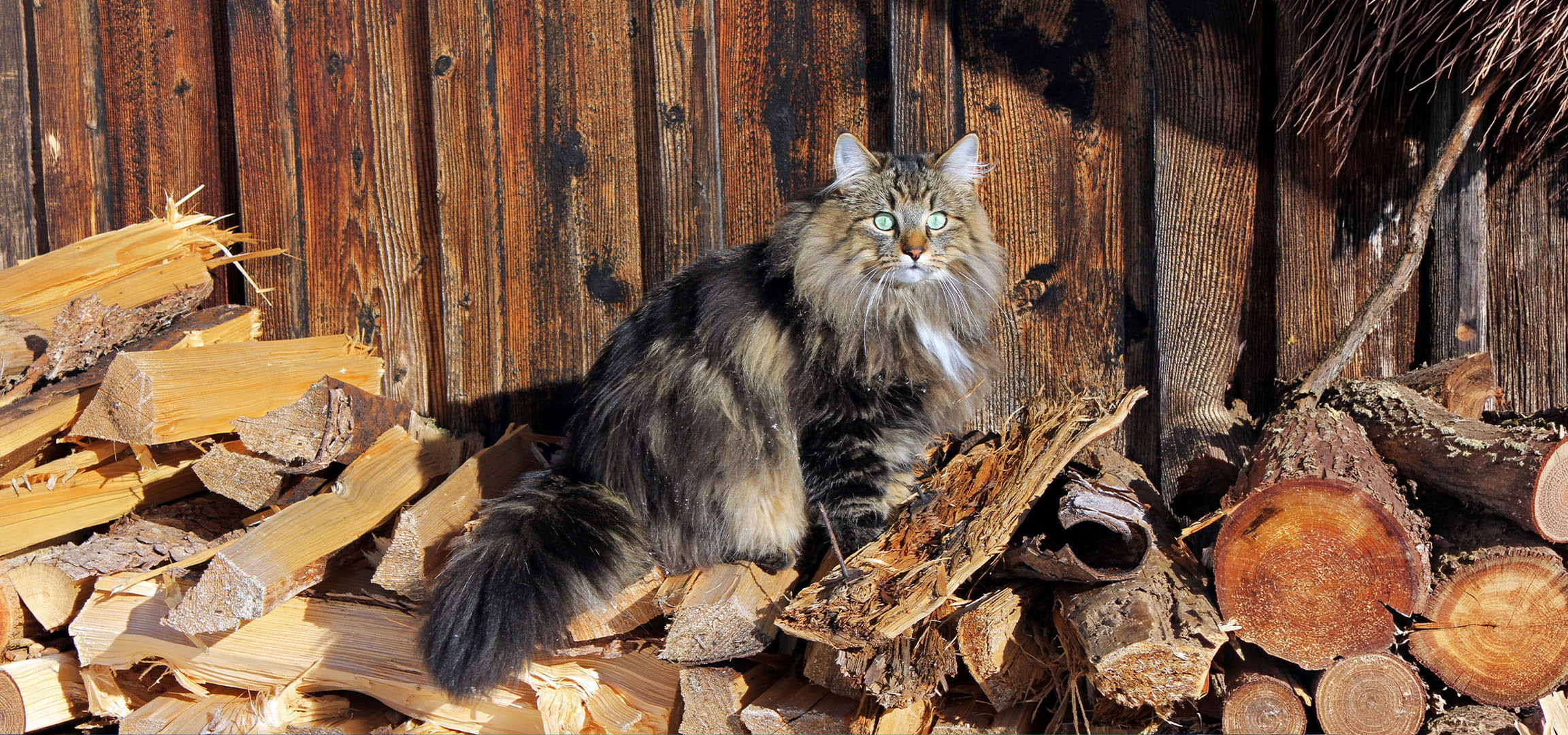 aiLabeling.aiLabelForImageAltText: Gatto soffice con occhi verdi seduto su una pila di legna da ardere contro un muro di legno.
