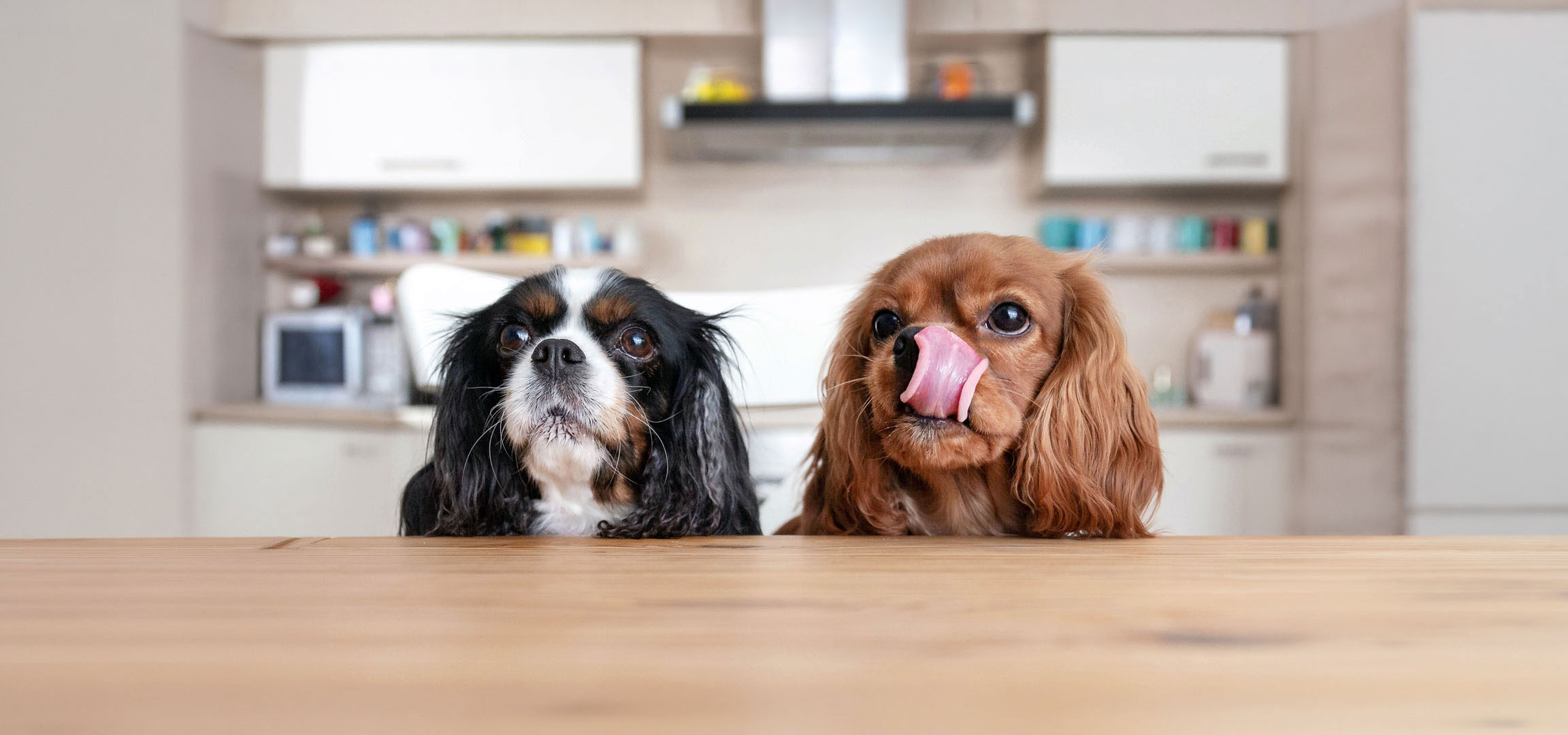 aiLabeling.aiLabelForImageAltText: Due cani Cavalier King Charles Spaniel, uno tricolore e uno fulvo, che guardano in alto da un tavolo.