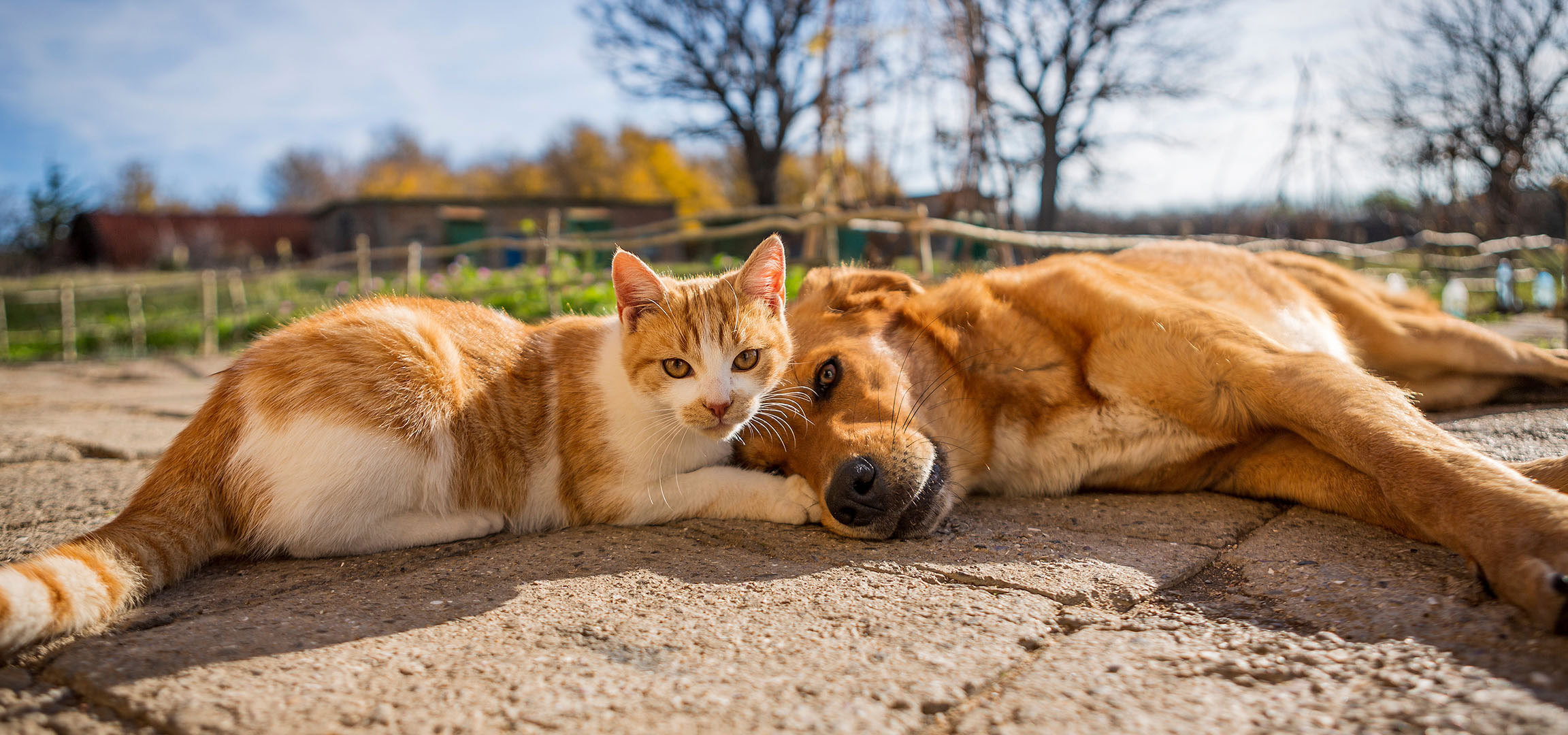 aiLabeling.aiLabelForImageAltText: Un gatto e un cane che riposano al sole su un patio pavimentato.